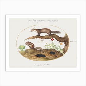 Stone Marten, Chipmunk, And Moles With A Marigold And Lettuce (1575–1580), Joris Hoefnagel Art Print