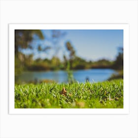 Closeup Of Green Grass In Park With Blurry Background Of A Pond And Trees Art Print