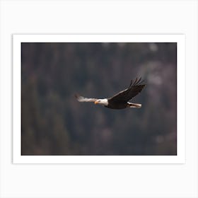 Bald Eagle Flying Art Print