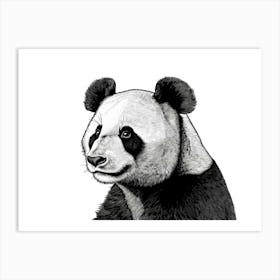 Black & White Panda Portrait Art Print