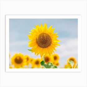 Sunflower Power Art Print