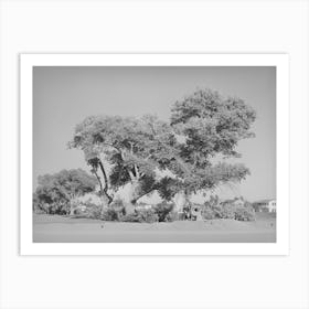 Clump Of Cottonwood Trees Near Phoenix, Arizona, Municipal Golf Course By Russell Lee Art Print