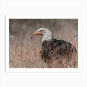 Bald Eagle In Field Art Print