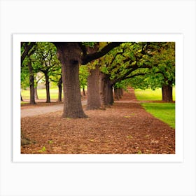 Trees In The Park Art Print