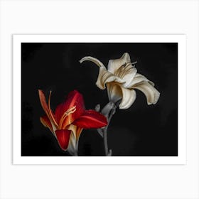 Two Lilies Art Print