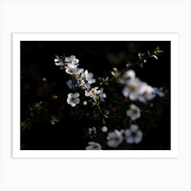 White Flowers In The Darkness Art Print