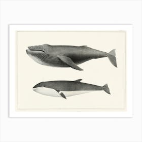 Humpback Whale (Megaptera Versabilis), Charles Melville Scammon Art Print