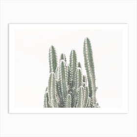 Group Of Cactus Art Print