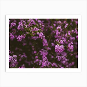 Purple Botanicals Art Print