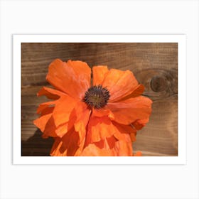 Orange poppy blossom and wood Art Print