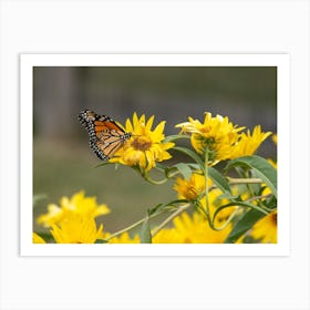 Monarch Butterfly On Sunflower Art Print