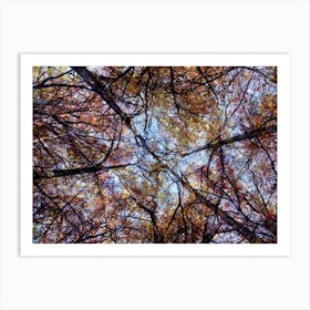 Looking Up At Autumn Art Print