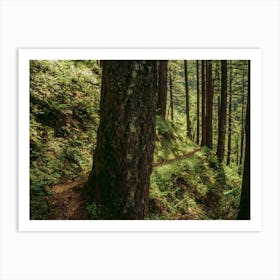 Side Trail II Art Print