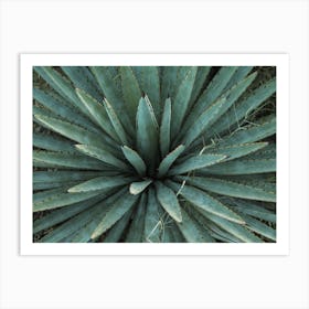 Spiked Leaves Art Print