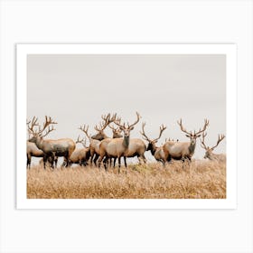 Herd Of Elk Art Print