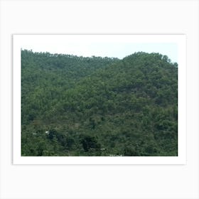 Forests By Binod Dawadi Art Print