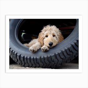 An 1069 Goldendoodle Laying Down In A Large Tire 24x18 Art Print