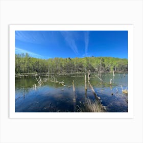 Pond Near The Woods Art Print