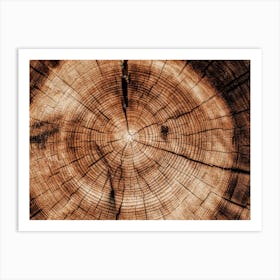 Sliced Log Art Print