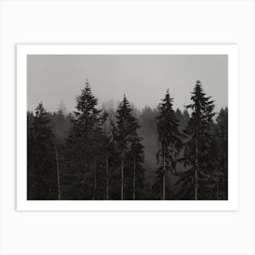 Row Of Pine Trees Art Print