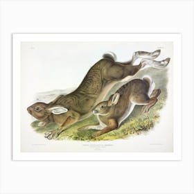 Northern Hare, John James Audubon Art Print