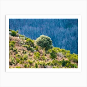 Olive Tree On A Hillside 20181223 38pub Art Print