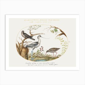 Avocet With Two Other Birds (1575–1580), Joris Hoefnagel Art Print