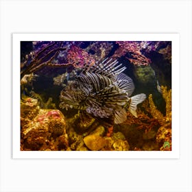 Lionfish 20190713 149ppub Art Print