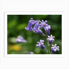 Bluebell Poster