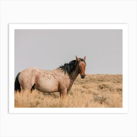 Bay Roan Wild Horse Art Print