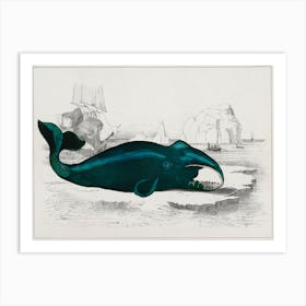 Whale, Oliver Goldsmith Art Print