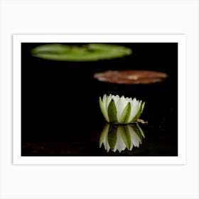 Waterlily On Black Background Art Print