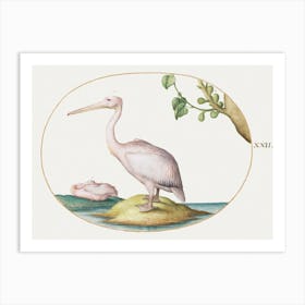 Two White Pelicans With A Sycamore Fig (1575–1580), Joris Hoefnagel Art Print