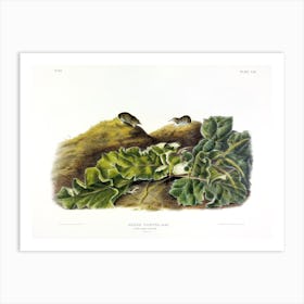 Shrew, John James Audubon Art Print