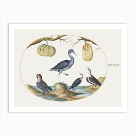 Godwit And Sandpipers With Two Gourds (1575–1580), Joris Hoefnagel Art Print