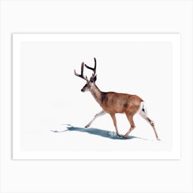 Winter Buck Deer Art Print