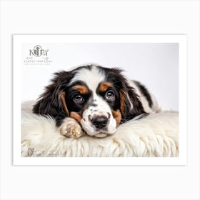 English Spaniel Puppy Lying On Soft White Fur In A Closeup Portrait Adorned With A Gold Collarcol Poster