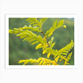 Yellow Leaves On A Tree 20211023 400ppub Art Print