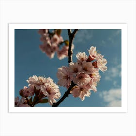 Blooming sakura branch 2 Art Print