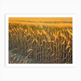 Golden Wheat Field Art Print