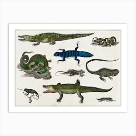 Collection Of Various Reptiles, Oliver Goldsmith Art Print