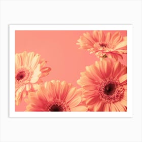 Vintage peach blooming beauties gerbera flowers - peach fuzz trend - nature and travel photography by Christa Stroo Photography Art Print