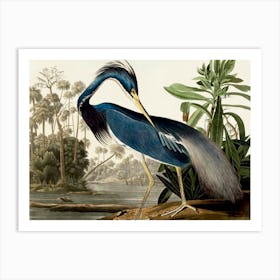 Louisiana Heron, 1834, Birds Of America, Audubon Remastered and Restored Classic Heron Print, Plate Ccxvii Art Print