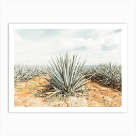 Agave Farm Art Print