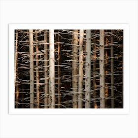 Spruce Forest Bark Branch Art Print