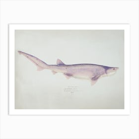 Tiger Shark Drawing, Fe Clarke Art Print