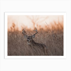 Morning Dawn Deer Art Print