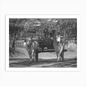 Oxen Pulling Cart in Myanmar, Black & White  Art Print