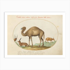 Quadervpedia Animals And Reptiles, Joris Hoefnagel 2 Art Print