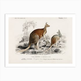 The Red Kangaroo (Macropus Rufus), Charles Dessalines D'Orbigny Art Print